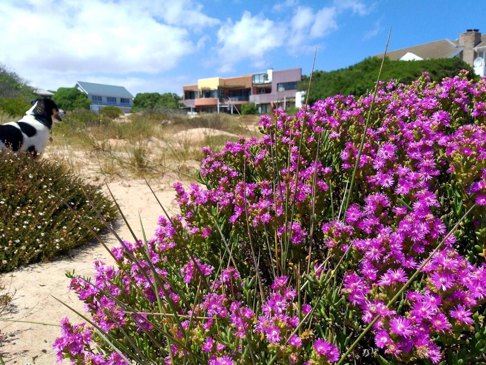 Absolute Beach Accommodation Stompneusbaai Esterno foto